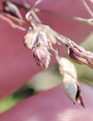 Panicum miliaceum ruderale
