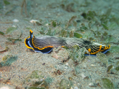 Armina occulta