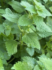 Didymodoxa capensis capensis