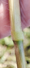 Panicum miliaceum ruderale