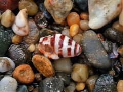 Engina zonalis
