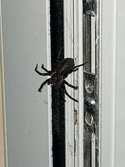 Uliodon