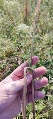 Panicum miliaceum ruderale