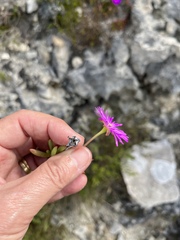 Lampranthus ceriseus