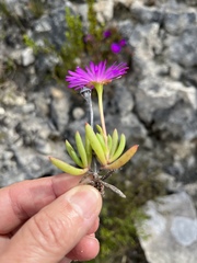 Lampranthus ceriseus