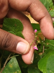 Pseudarthria viscida