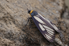 Macrobrochis prasena