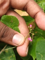 Pseudarthria viscida