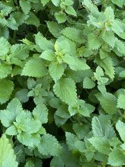 Didymodoxa capensis capensis