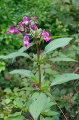 Impatiens glandulifera