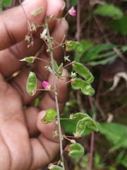 Pseudarthria viscida