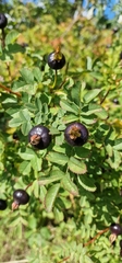 Rosa spinosissima