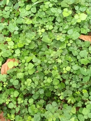 Pseudarthria viscida