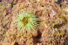 Cerianthus membranaceus