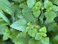 Didymodoxa capensis capensis