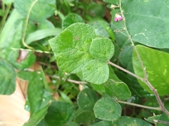 Pseudarthria viscida