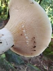 Lactifluus piperatus