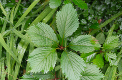Parthenocissus inserta