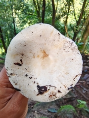 Lactifluus piperatus