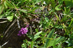 Pedicularis
