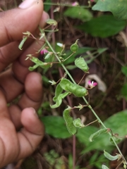 Pseudarthria viscida