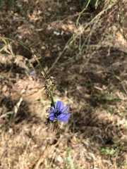 Cichorium intybus