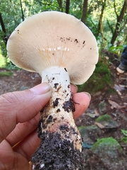 Lactifluus piperatus