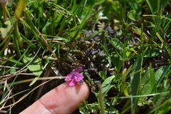 Pedicularis
