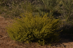 Acacia spathulifolia
