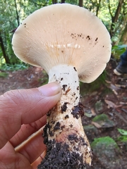 Lactifluus piperatus