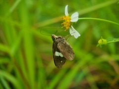 Notocrypta paralysos