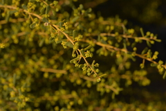 Acacia spathulifolia