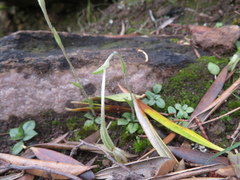 Pterostylis nana