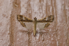 Maruca vitrata