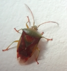 Elasmostethus interstinctus