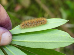 Phragmatobia fuliginosa