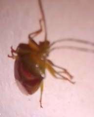 Elasmostethus interstinctus