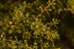 Acacia spathulifolia