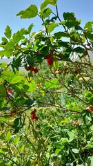 Ribes alpinum