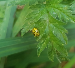 Psyllobora vigintiduopunctata