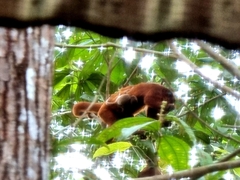 Alouatta sara