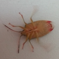 Elasmostethus interstinctus