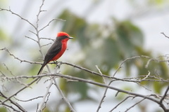 Pyrocephalus rubinus