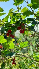 Ribes alpinum
