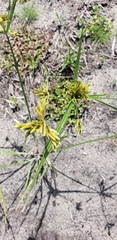 Cyperus lanceolatus