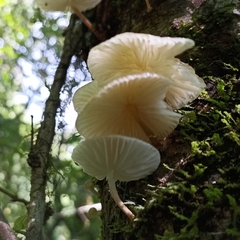 Oudemansiella