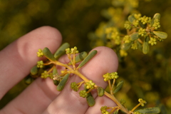 Acacia spathulifolia