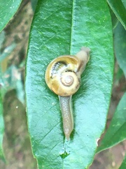 Gastropoda