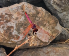 Trithemis annulata