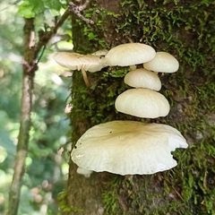 Oudemansiella
